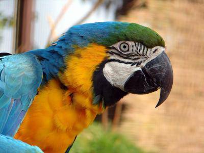 Papagei täuscht Notlage vor