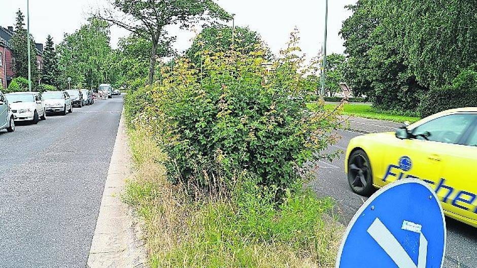  Von Grimlinghausen bis Reuschenberg: In ganz Neuss wuchert das Grün, Gefahrenstellen im Verkehr häufen sich. Die Stadt ist dran, das Problem zu lösen. 