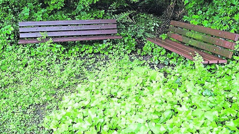 Es wuchert wieder in Neuss – nicht alle Stellen im Grünflächenamt sind besetzt