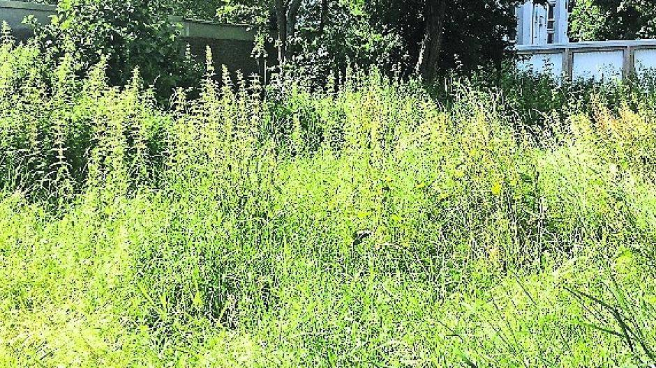 Es wuchert wieder in Neuss – nicht alle Stellen im Grünflächenamt sind besetzt