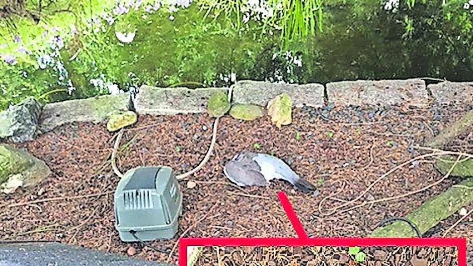 Taubenkiller in Holzheim: schon mehrere Tiere erschossen