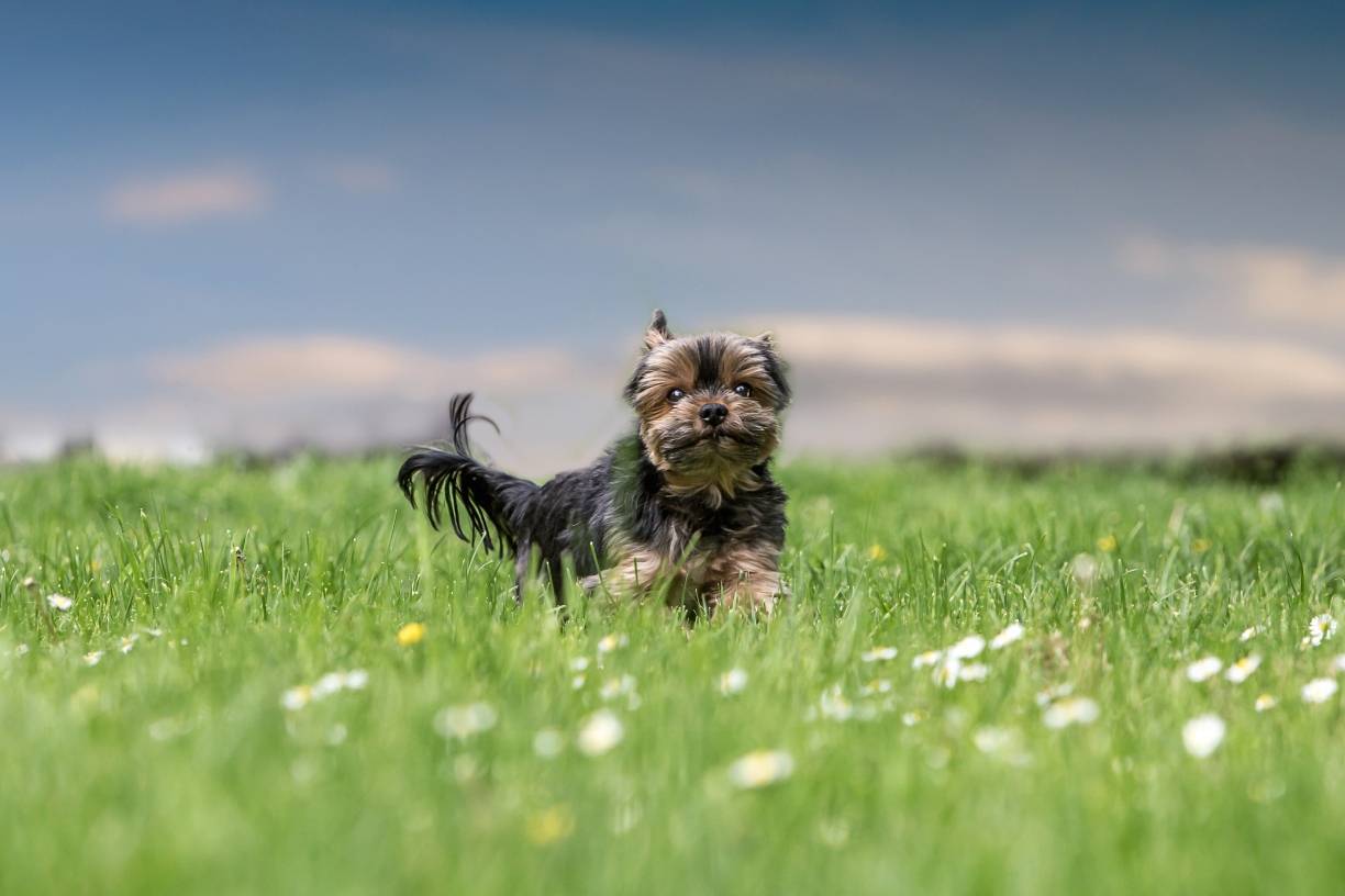 Zehn Monate nach Vereinsgründung: Wie geht es weiter mit der Tiertafel?