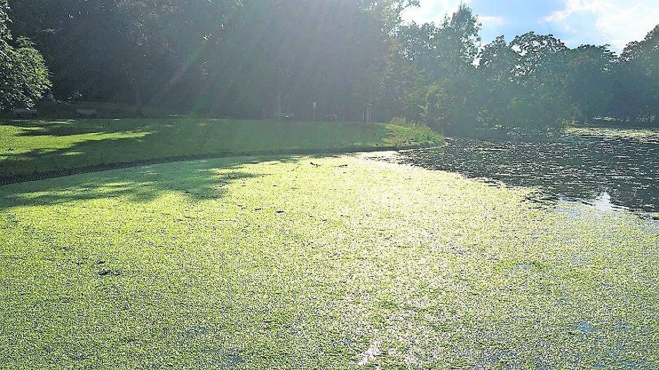  Genau so hat es vor Jahren im „Jröne Meerke“ angefangen. Wegen der hohen Gänsepopulation drohen die Gewässer „umzukippen“. Unten: Entchen und Fische sind die ersten Opfer. 
