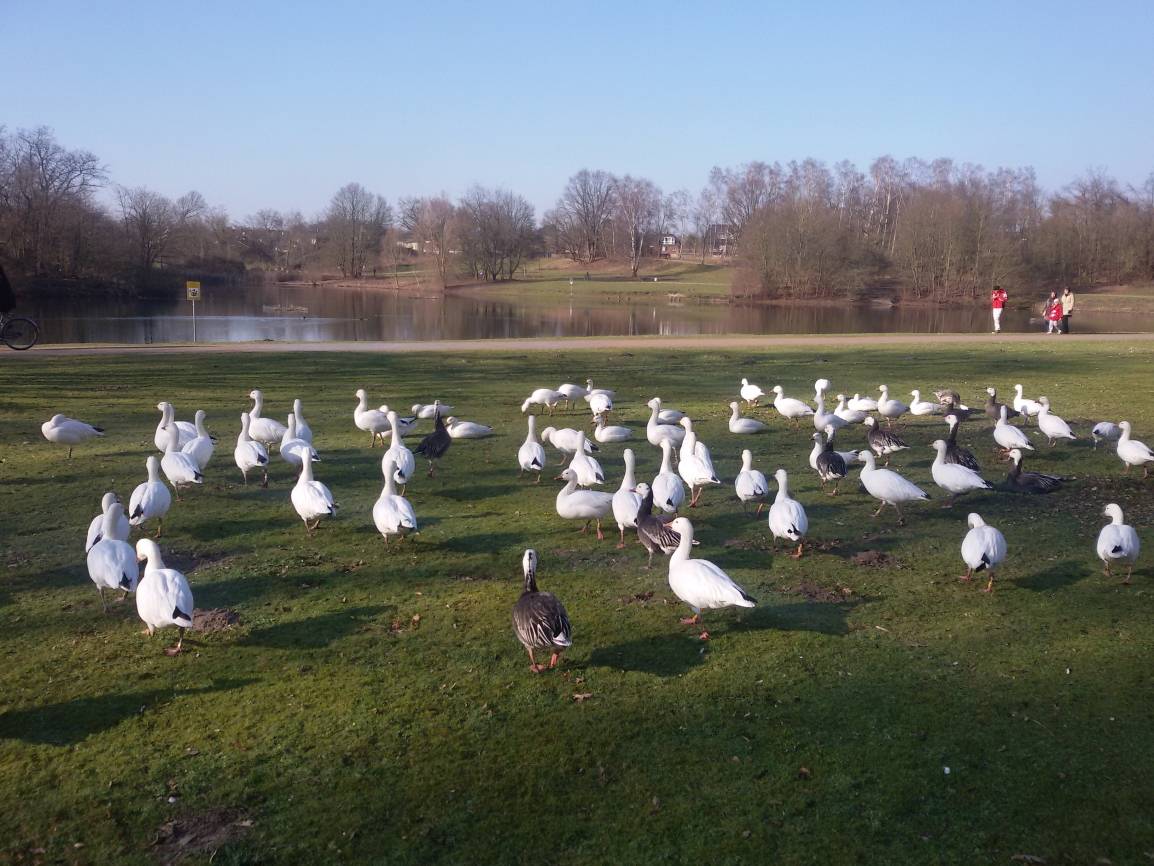  Es ist ein Auf und Ab mit den Gänsen am Jröne Meerke. Noch ist keine Lösung gefunden worden. 