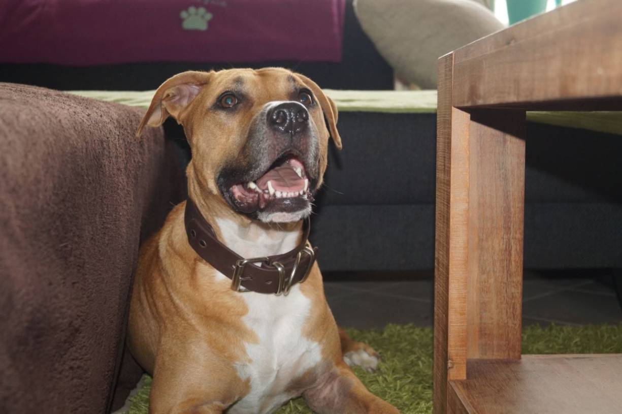  Verspielt und glücklich: Schalastas Hund Tyson. 