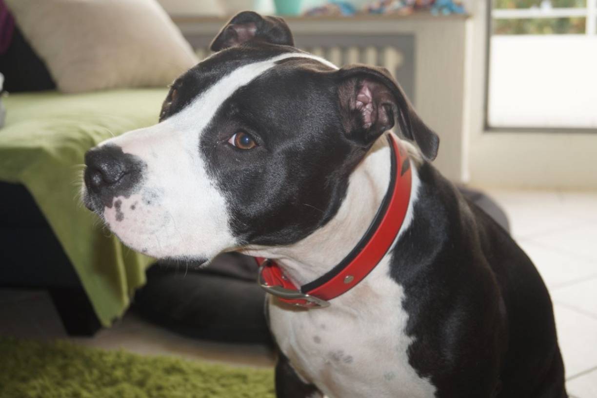  Hündin Jelo ist neugierig und kuschelt gern. 