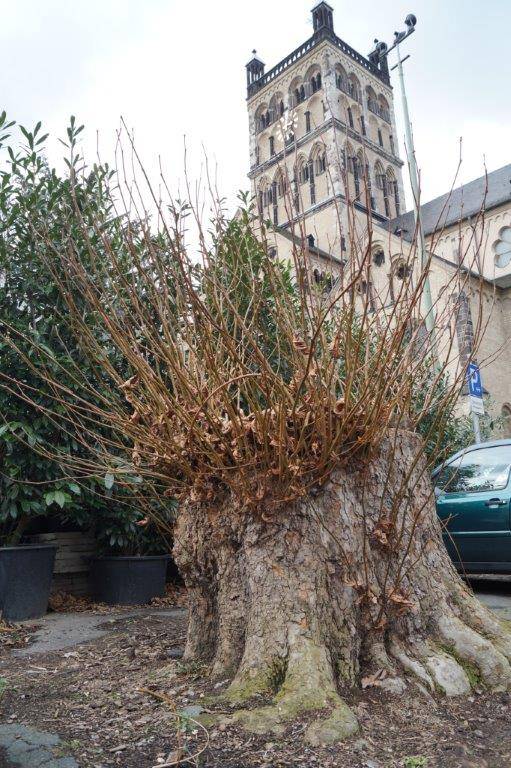  Die Baumkommission ist sicher, dass die Platanen am Freithof nicht hätten gefällt werden müssen.  