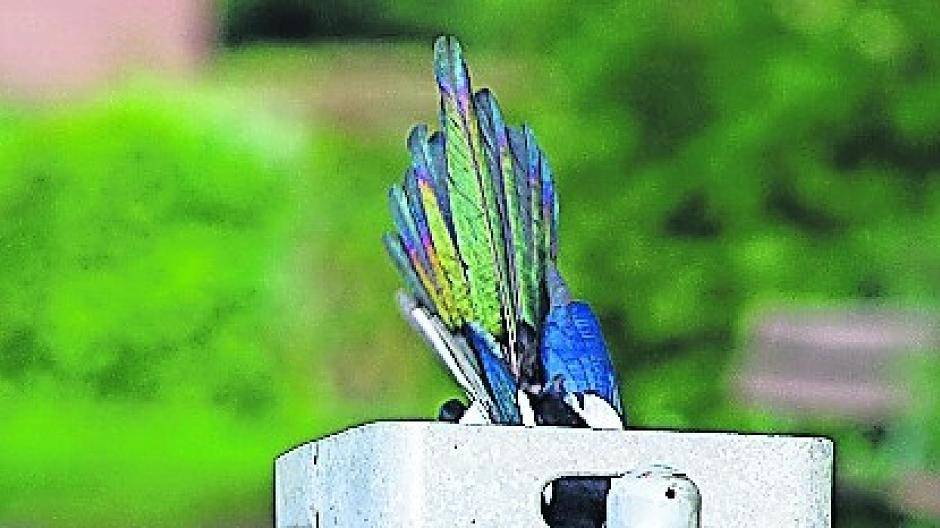 Auf frischer Tat ertappt: Freche Elster vermüllt Spielplatz in Weckhoven