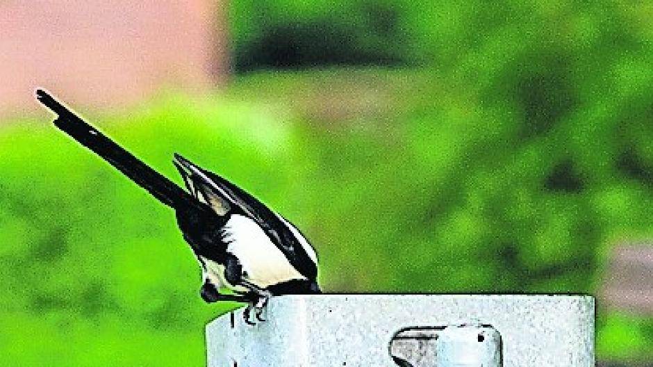  Der Fotobeweis: Eine Elster wühlt im öffentlichen Abfalleimer am Spielplatz. 