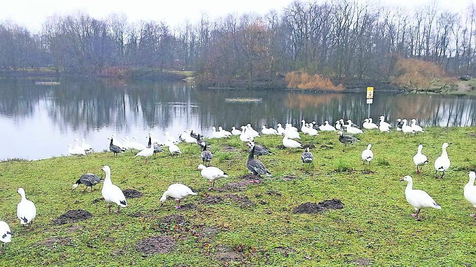  Sie sind wieder da: Rund 70 Schneegänse haben bereits jetzt begonnen, die Wiesen am Jröne Meerke kahl zu fressen. 
