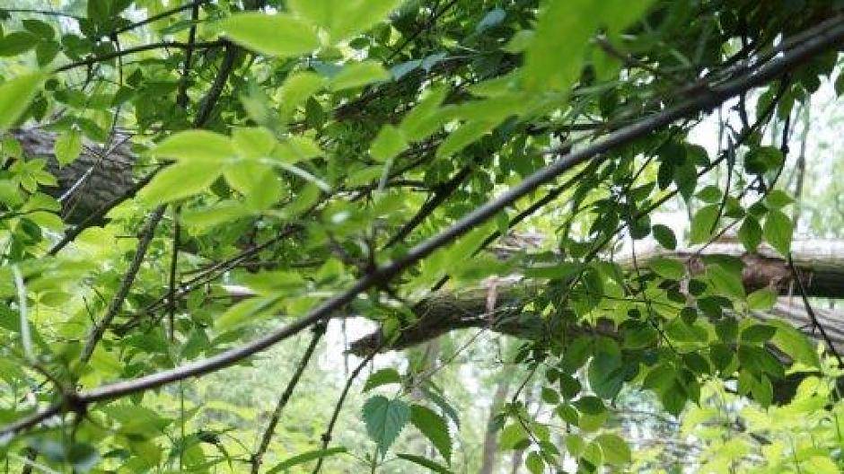 Die Wege sind noch immer...