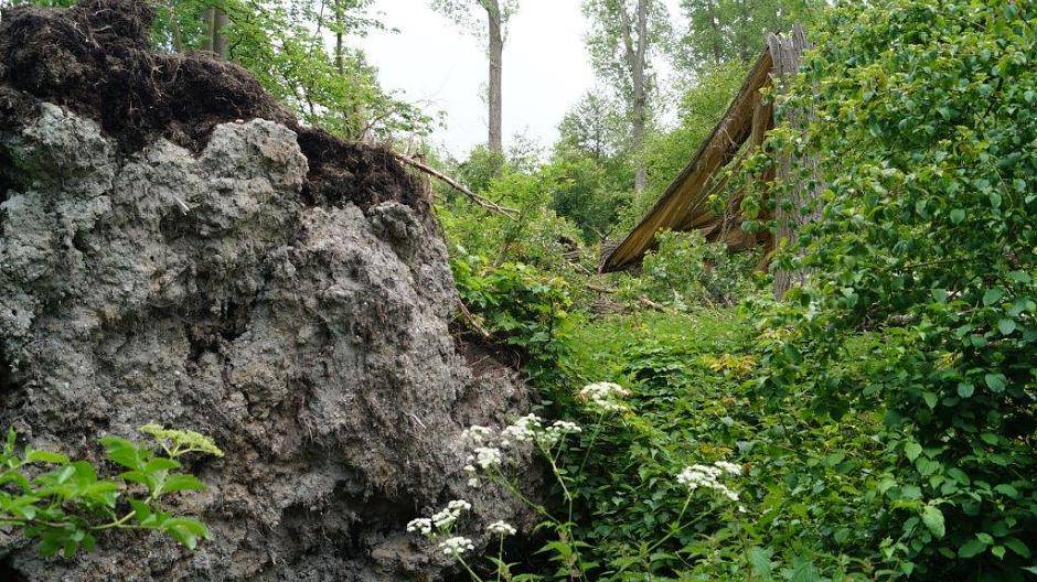 Aktuelles Bild vom Waldstück in...
