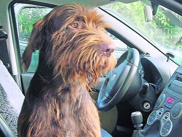 Vorsicht: Warum Autos im Sommer für Hunde zur tödlichen Falle werden können