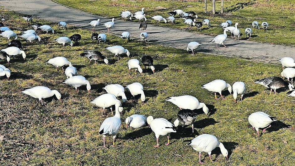  Rund 100 Schneegänse leben am Jröne Meerke; deren Kot und das Brot, mit dem sie noch immer häufig gefüttert werden, sorgt für einen hohen Nährstoffgehalt des Sees. So findet eine Überdüngung statt, die einen extremen Algenwuchs verursacht.  