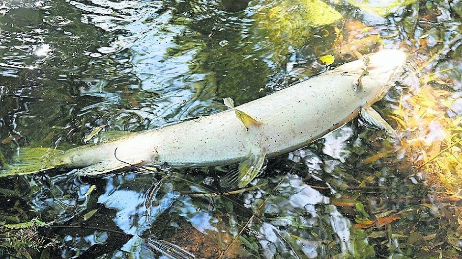 Fischsterben im Neusser Stadtgarten