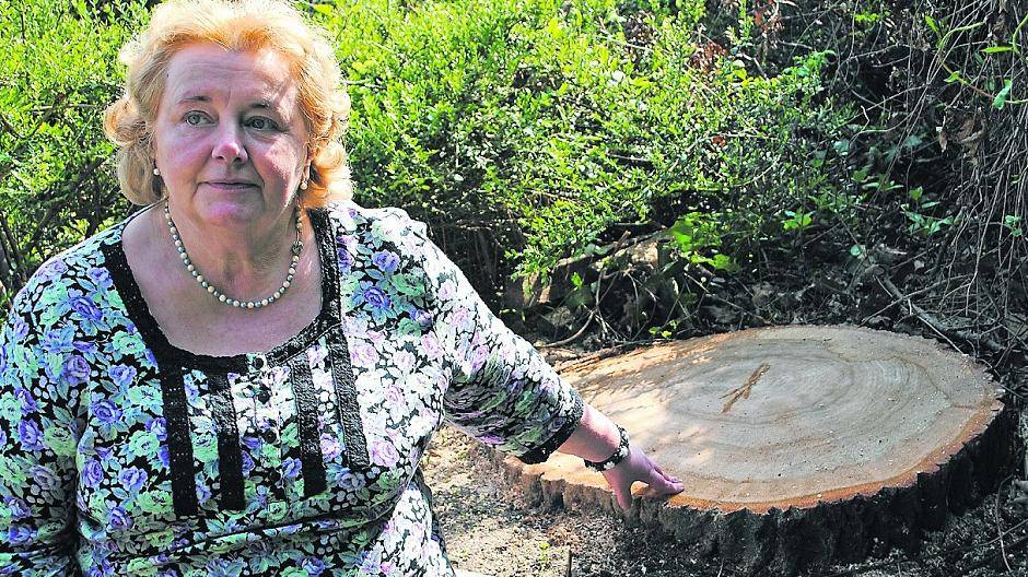 Leichtfertiges Bäumefällen in Neuss geht weiter: 100 Jahre alte Eiche abgesägt