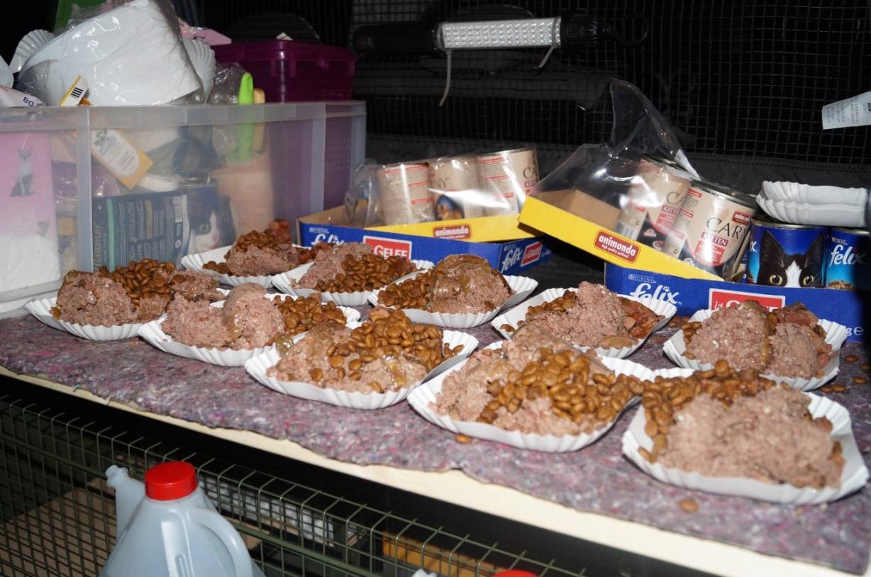  Die Tierschützerin braucht 1.000 Dosen Futter im Monat. 