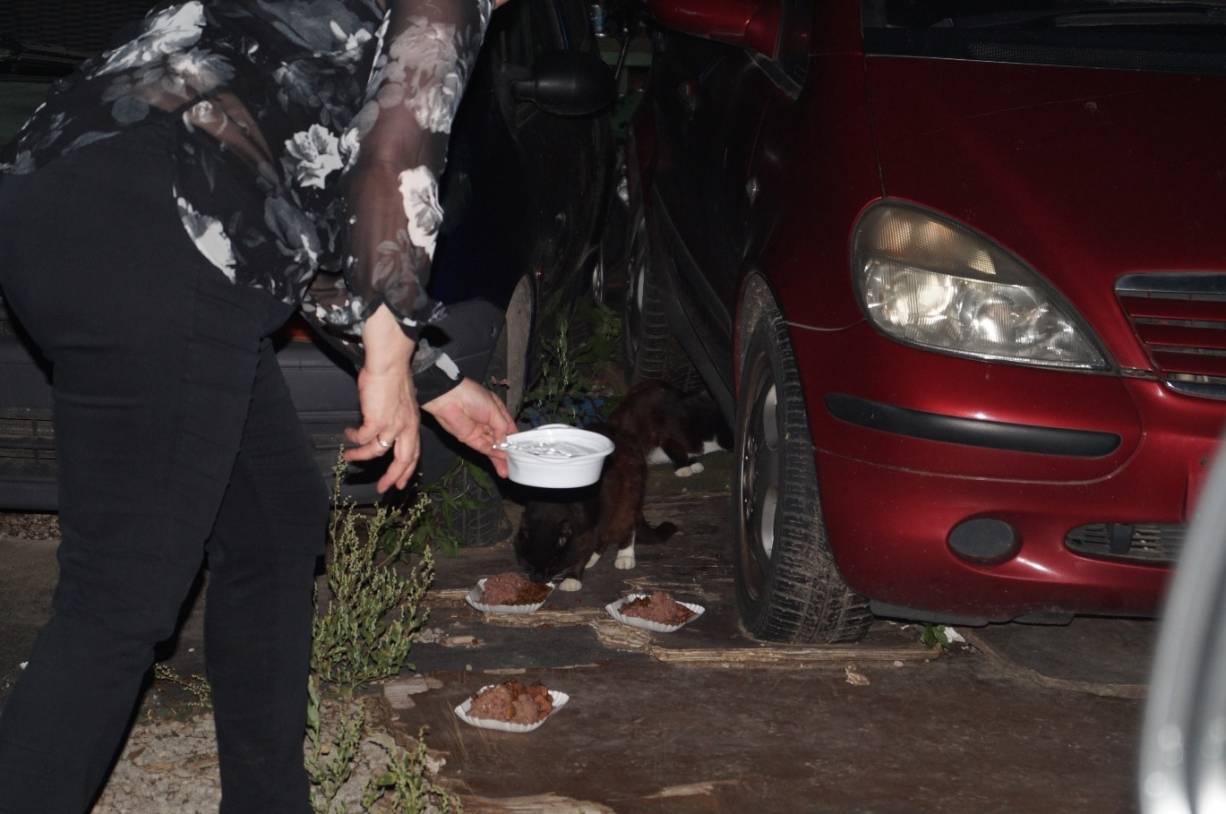  An acht geheimen Futterplätzen im Stadtgebiet kümmert sich der Verein um die kleinen Vierbeiner.  