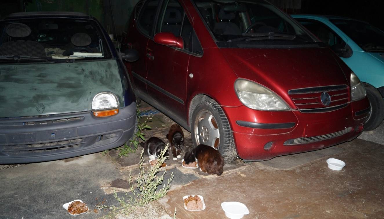  „Was sich hier abspielt ist eine Katastrophe“, meint Foerster. 