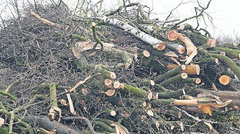  Wegen Sturm Ela mussten reihenweise Bäume fallen. Viele Bürger zweifeln, ob das immer nötig war. 