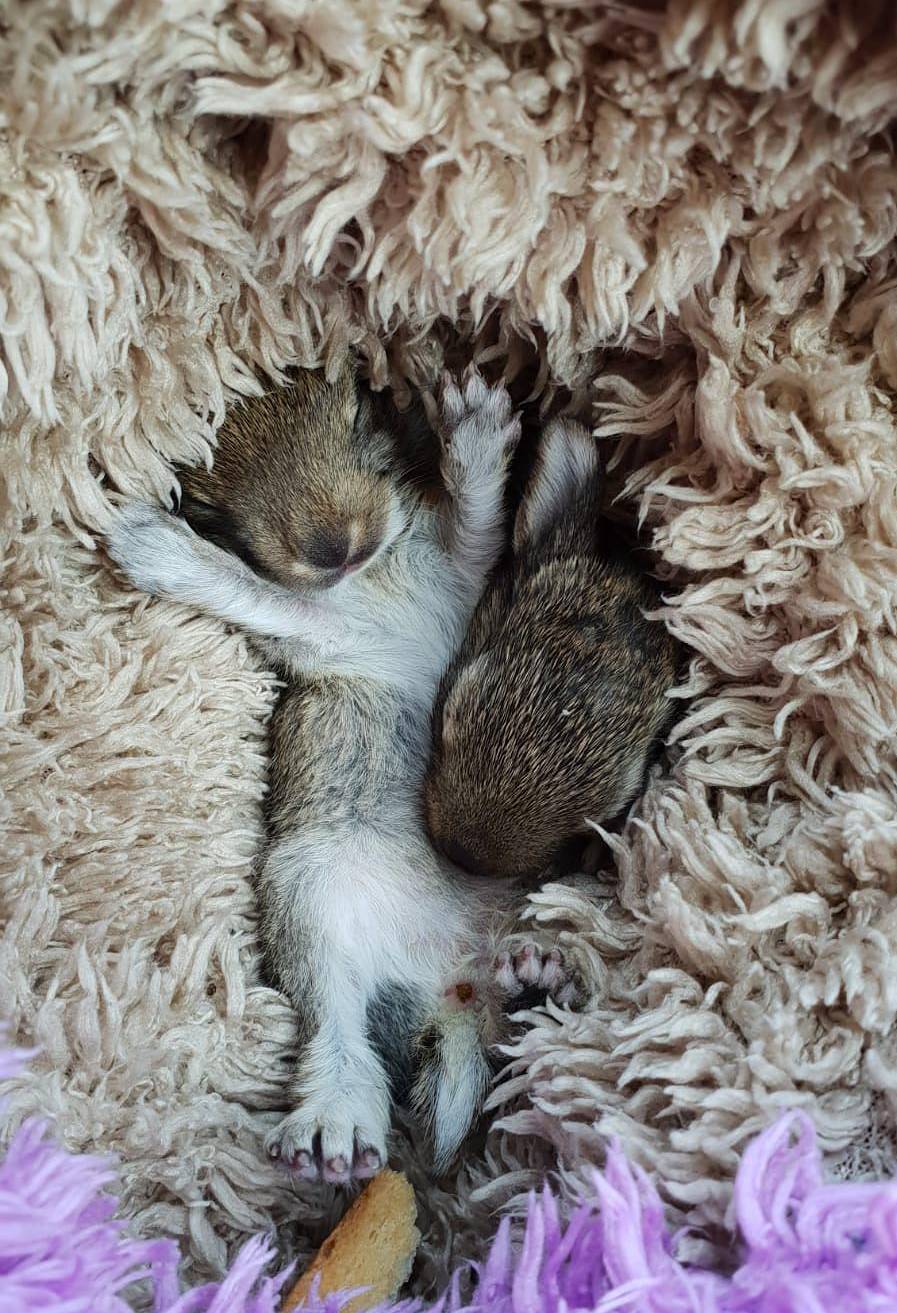 Eichhörnchen in Not: Norferin rettet Nager in ihrem Garten