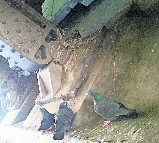 Neuer Versuch: Stahlbleche sollen die Tauben fernhalten