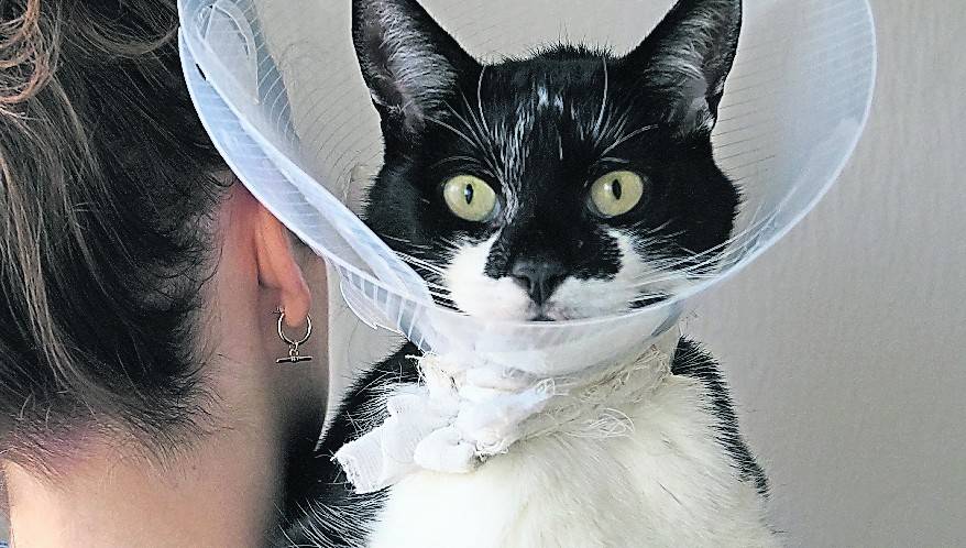 Mutmassliche Katzen Misshandlung In Neuss