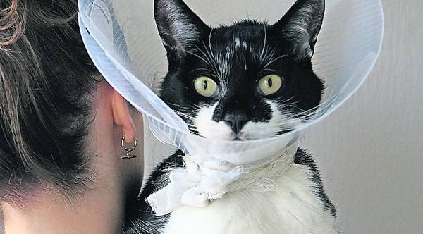 Mutmassliche Katzen Misshandlung In Neuss