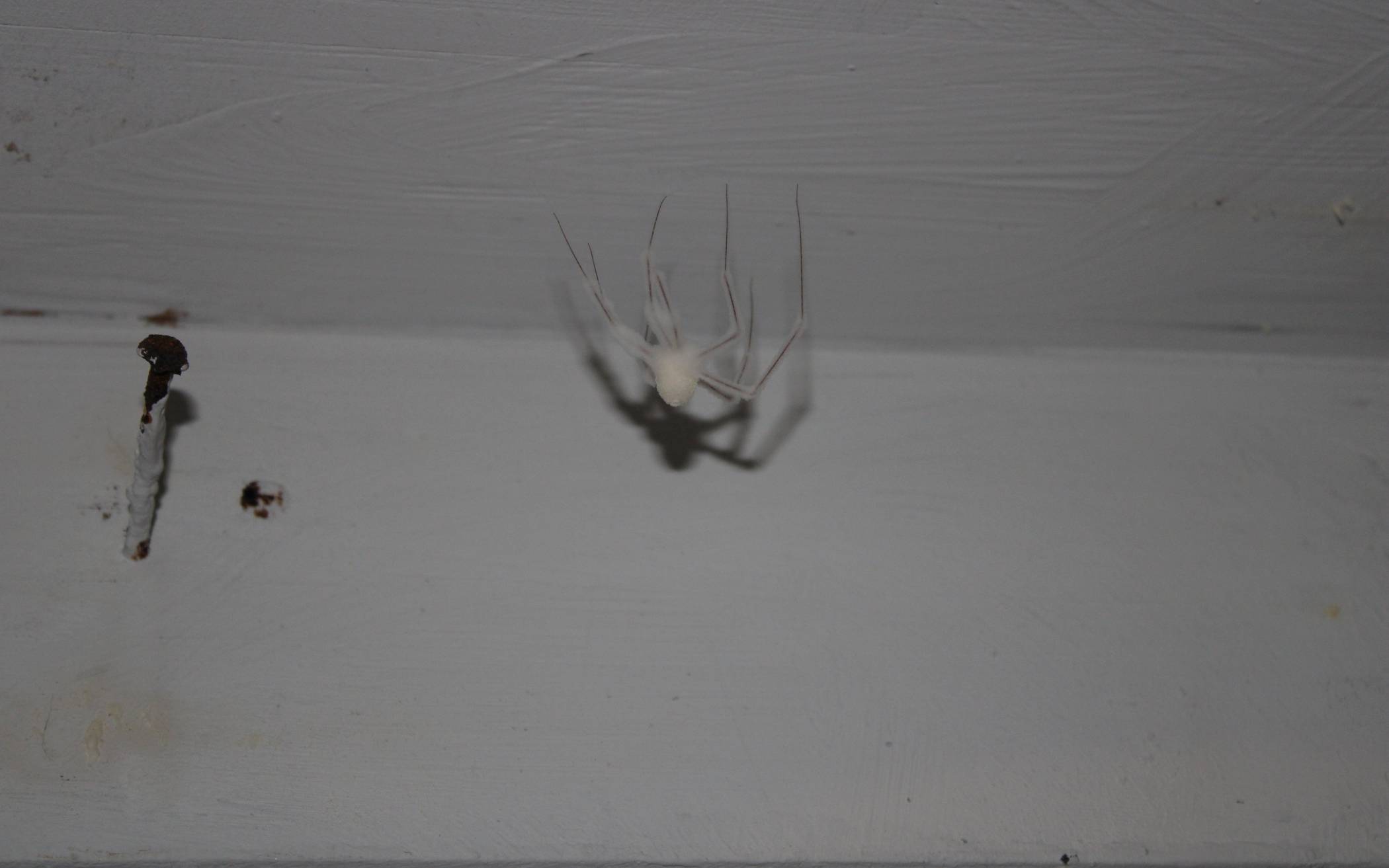 „Mumifizierte“ Spinnen hängen an den Wänden....
