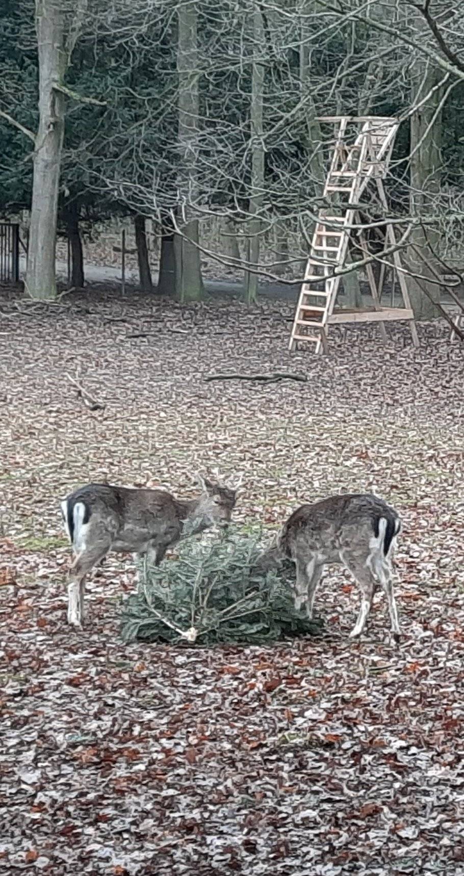 Im Wildgehege im Selikumer Park wird Damwild abgeschossen Tierschutz